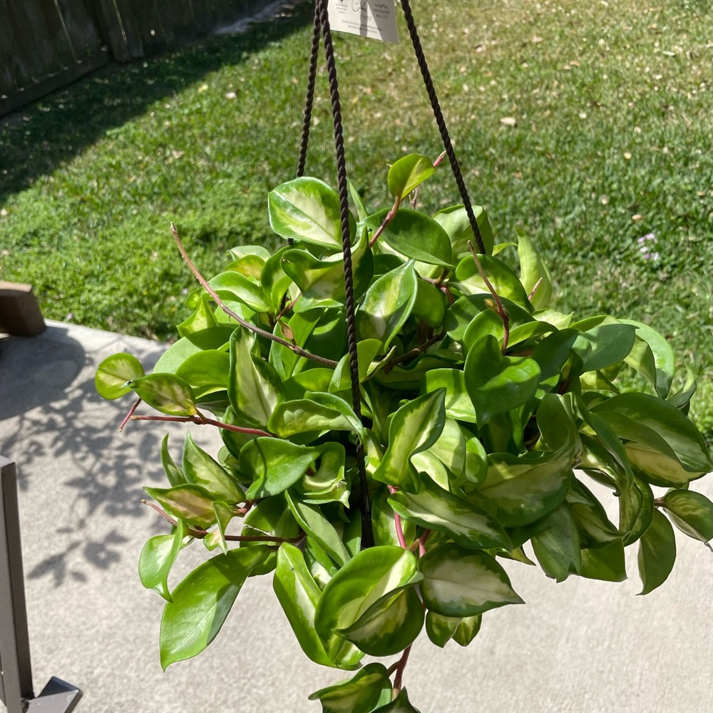 Princess Hoya Carnosa